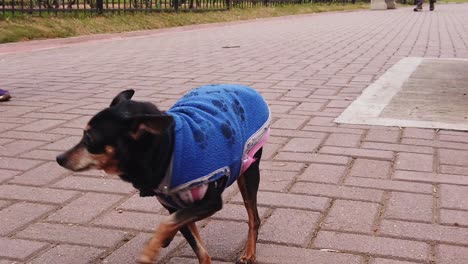 Mini-pinscher-old-dog-with-sweater-on-winter-jumps-and-follows-owner,-closeup-shot-at-outdoors-park