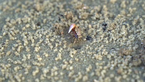 Male-sand-fiddler-crab-with-a-single-enlarged-claw,-foraging-and-sipping-minerals-from-the-sandy-beach,-consuming-micronutrients-and-forming-small-sand-pellets