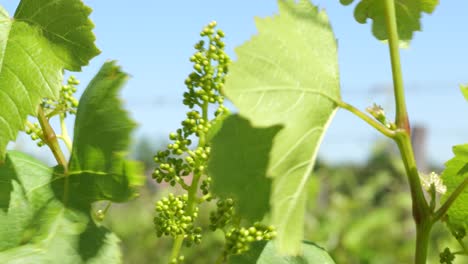 Close-up-video-of-a-grapevine-with-its-leaf-and-newly-sprouted-fruit,-very-small-grapes