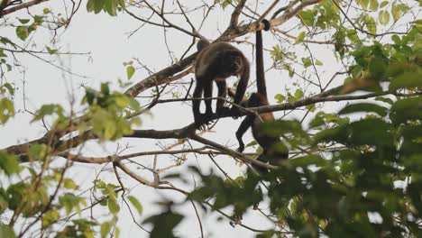 Wildlife-Szene-Von-Mantelbrüllaffen-In-Den-Wäldern-Von-Costa-Rica-In-Mittelamerika