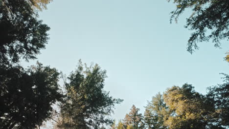 Filmische-Aufnahme-Mit-Blick-Auf-Den-Wald,-Während-Die-Bäume-Vorbeiziehen,-Während-Man-Im-Santa-Cruz-County,-Kalifornien,-Fährt