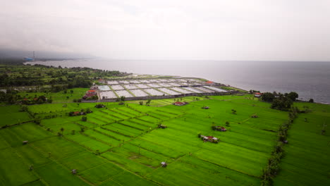 Shrimp-farming-ponds-in-middle-of-lush-Bali-countryside-on-coastline,-aerial