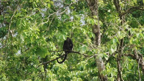 Mantled-Howler-Howling-While-Sitting-On-Tree-Branch-In-Costa-Rica