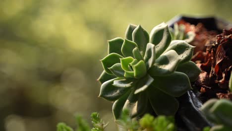 The-sun's-rays-fell-on-the-Pebble-leaves