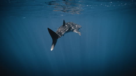 Rearview-of-whale-shark-in-slow-motion-swimming-along-light-rays-from-dark-blue-waters