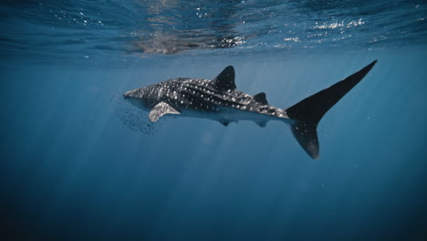 Unterwasseransicht-Eines-Walhais-In-Zeitlupe,-Ganzkörperansicht-Mit-Fischschwarm
