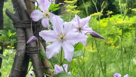 Nahaufnahme-Von-Zarten-Rosa-Blüten-In-Einer-üppigen-Gartenumgebung