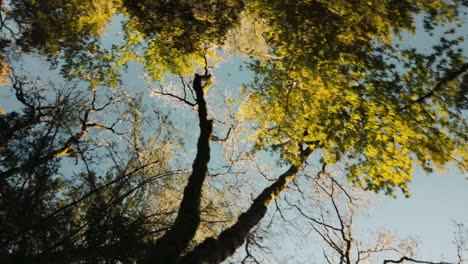 Una-Toma-Cinematográfica-Mirando-Los-árboles-Del-Bosque-Con-Follaje-Verde-Y-El-Cielo-Azul