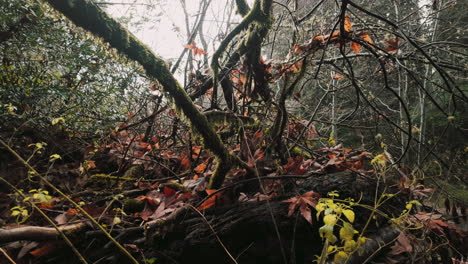 Filmische-Aufnahme-Eines-Dichten-Waldes-Im-Herbst-Mit-Grauem-Himmel,-Großen-Bäumen-Und-Abgefallenen-Blättern