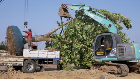 Mature-uprooted-tree-is-prepared-on-the-back-of-a-truck-with-the-help-of-crane-to-be-transported-to-and-transplanted-at-another-location