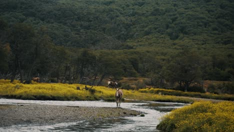 Frei-Herumstreunende-Wildpferde-In-Der-Nähe-Der-Flussberge-Von-Patagonien,-Argentinien