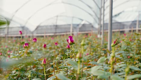 Rosenindustrie-In-Ecuador-In-Der-Natur