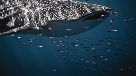 Front-open-mouth-of-whale-shark-in-slow-motion-opening-as-it-swims-with-fish-and-snorkelers