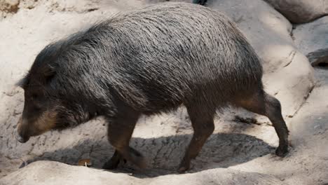 Chacoan-peccary-Or-Tagua-Species-Catagonus-Animal-In-A-Zoo-Park