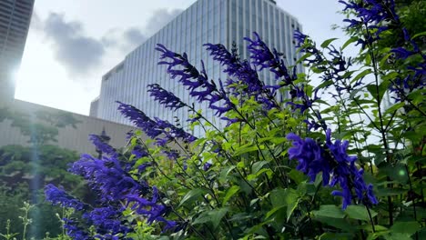 Purple-flowers-in-foreground-with-modern-buildings-and-sunlight-in-the-background,-low-angle