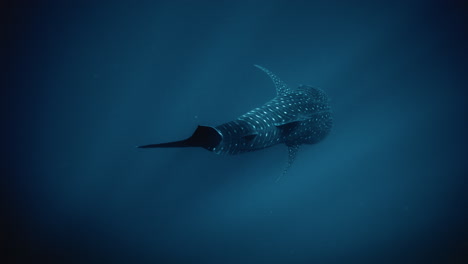 Top-down-mystic-view-of-Whale-shark-swimming-into-depths-of-deep-blue-water-in-slow-motion