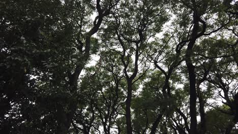 Shot-from-below-rolling-watching-the-sky-and-contrasting-treetops-in-autumn