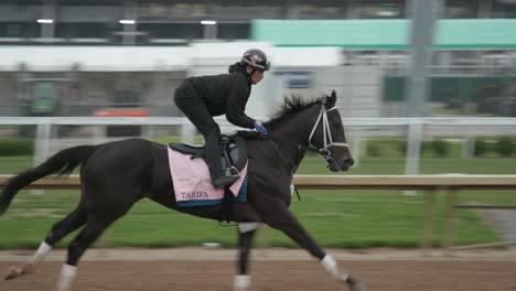 Footage-of-Tarifa,-a-race-horse,-during-morning-workouts-at-Churchill-Downs,-preparing-for-the-Kentucky-Oaks