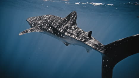 Mystisches-Großes-Tier,-Ein-Walhai,-Der-In-Zeitlupe-Schwimmt-Und-Licht-Auf-Dem-Körper-Hat