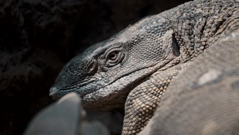 Close-Headshot-Of-Dinosaur-Monitor-Lizard-In-Tropical-Nature