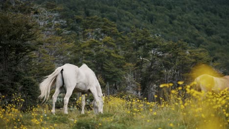 Grazing-Horses-In-The-Argentine-Countryside-During-Spring-In-Patagonia,-Argentina
