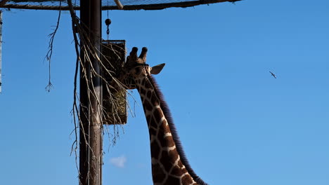 A-giraffe-stretches-its-neck-to-reach-a-feeder-attached-to-a-tall-pole,-set-against-a-clear-blue-sky