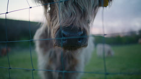 Schnauze-Und-Gesicht-Einer-Hochlandkuh,-Weicher-Fokus,-Nahaufnahme