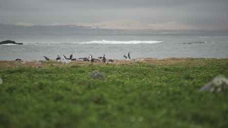 A-Cape-penguin-colony-on-a-pristine-protected-ocean-reserve-with-a-grey-sky,-rough-seas,-and-dunes-as-backdrop