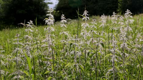 Stinging-Nettles,-Urtica-dioica,-flowering-in-meadow,-Spring,-UK