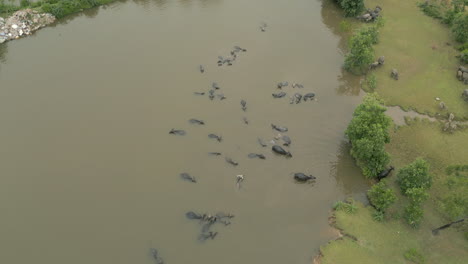 Water-Buffalo-Exit-The-Muddy-River-In-Rural-Lang-Co-Central-Vietnam