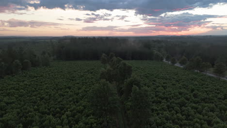 Paisaje-Aéreo-Del-Cultivo-De-Yerba-Mate-Para-Cosecha-Y-Exportación