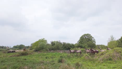 Herd-of-heathland-wild-ponies-gather-at-nature-reserve-trail,-Suffolk