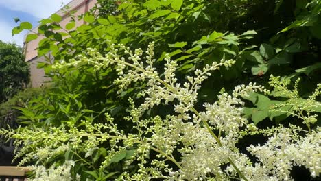 White-flowers-bloom-in-a-sunny-garden-with-lush-green-leaves-in-the-background