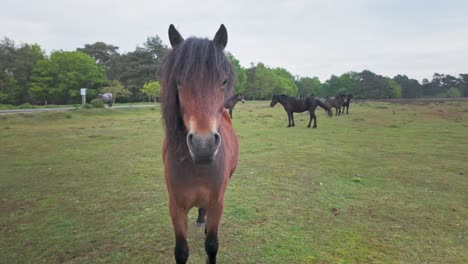 Friendly-curious-heathland-wild-pony-gets-up-close-Knettishall-nature-reserve,-Suffolk