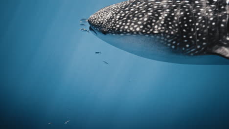 Detailed-closeup-of-mouth-of-Whale-shark-swimming-in-slow-motion-with-fish-at-front