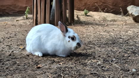 A-white-rabbit-with-black-markings-eats-and-rests-on-the-ground-in-an-outdoor-setting