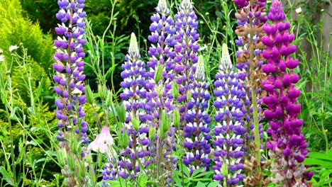 Mixed-lupin-flowers-blowing-in-the-wind-with-bumble-bee-visiting