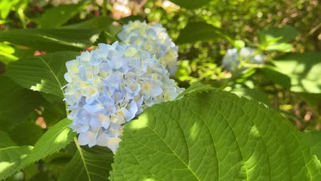 Nahaufnahme-Einer-Blühenden-Blauen-Hortensie,-Umgeben-Von-üppigen-Grünen-Blättern-An-Einem-Sonnigen-Tag