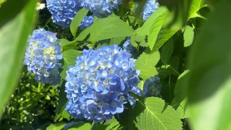 Nahaufnahme-Von-Leuchtend-Blauen-Hortensienblüten,-Die-An-Einem-Sonnigen-Tag-Inmitten-üppiger-Grüner-Blätter-Blühen