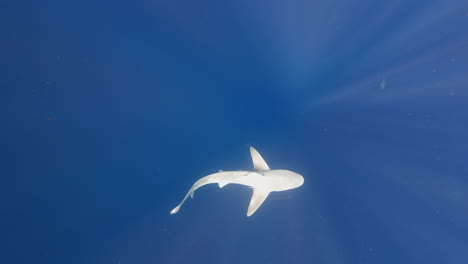 Sandbar-Shark-swimming-through-open-ocean---from-above---lens-flare