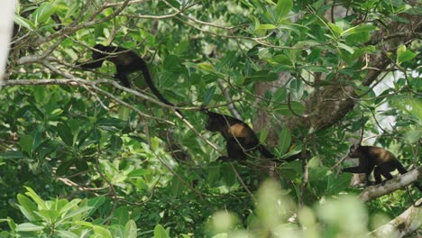 Family-Of-Mantled-Howler-Monkeys-Hopping-On-Trees-Branches-In-The-Woods