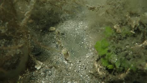 Makroaufnahme-Einer-Getarnten-Krabbe,-Die-Plankton-Frisst,-Florida