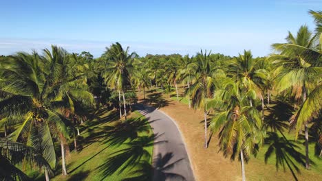 4K-Drone-video-of-a-camper-van-driving-along-a-road-that-cuts-through-a-field-of-palm-trees-in-Tropical-North-Queensland,-Australia