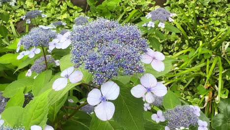 Beautiful-purple-and-white-hydrangea-flowers-blooming-in-a-lush-green-garden