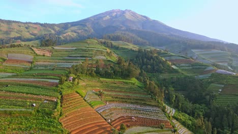 Drone-establisher-plantation-in-the-Highlands-of-Indonesia,-agricultural-fields