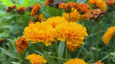 Helle-Ringelblumen-In-Einer-Lebendigen-Gartenumgebung-An-Einem-Sonnigen-Tag,-Nahaufnahme
