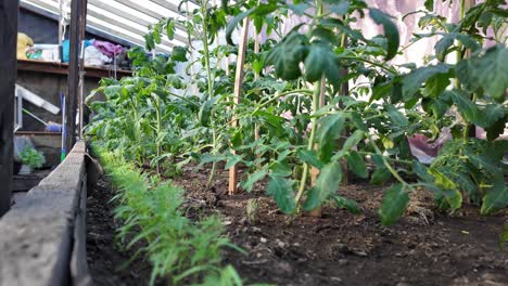 Tomato-plants-thriving-in-a-greenhouse-garden,-supported-by-wooden-stakes,-on-a-sunny-spring-morning-with-visible-growth-and-greenery