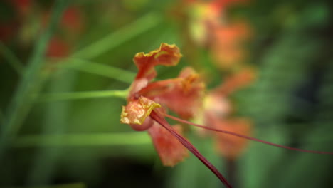 close-up-Royal-poinciana-flower,-a-red-with-yellow-edge-flower,caesalpinia-pulcherrima-flower-or-rajamalli-in-nature-garden