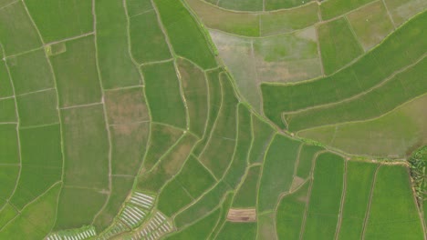 Top-down-aerial-view-rice-terraces,-agricultural-pattern,-Indonesian-environment