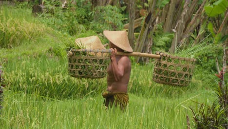 A-farmer-carrying-baskets-of-fresh-rice-seedlings-in-the-lush-Tegallalang-rice-terraces,-Bali,-Indonesia
